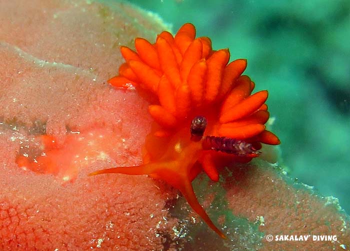 Marine biology in Nosy Be